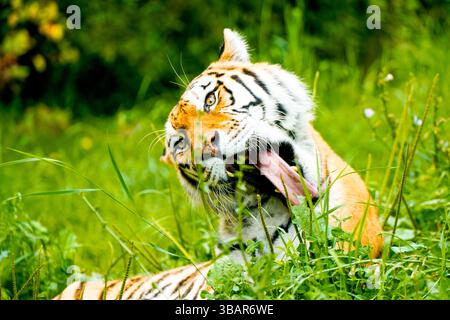 Ritratto di una tigre siberiana nell'erba. Animale in primo piano. Foto Stock