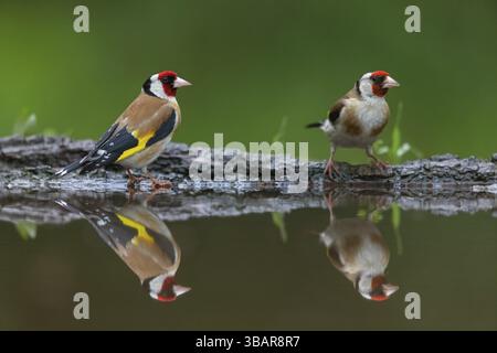Goldfinch, goldfinch (Carduelis carduelis), biotopo, habitat, foraggio, due uccelli, coppia, acqua, vermi, Renania-Palatinato, Germania, Europa Foto Stock