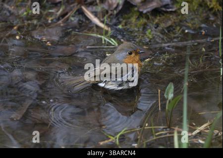 robin europeo (erithacus rubecula) in uno stagno mentre si bagnava, Baviera, Germania, Europa Foto Stock