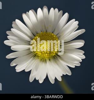 Close up di Daisy Foto Stock