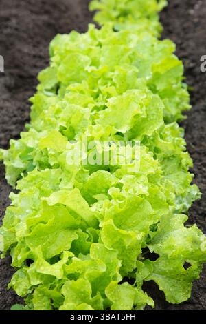 Giovane lattuga fresca in un'azienda agricola ecologica. Giardino di verdure formale ecologico. lactuca sativa biologica verde. Foto Stock