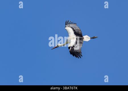 Una cicogna bianca in volo contro un cielo blu Foto Stock