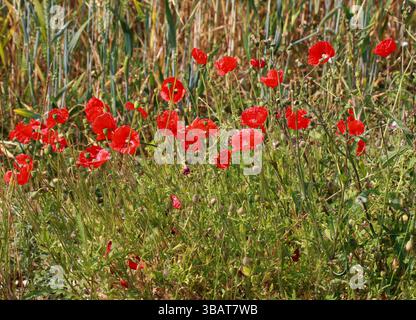 Papaveri comuni, papavero di mais, rosa di mais, papavero di campo, papavero delle Fiandre, Red Poppy o Odai, Papaver rhoeas, Papaveraceae. REGNO UNITO. Foto Stock
