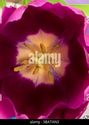 fiore ravvicinato tulipani Foto Stock