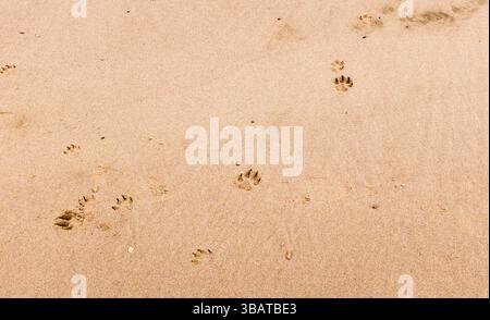 Cani pedine nella sabbia sulla spiaggia di Hartlepool, Inghilterra, Regno Unito Foto Stock
