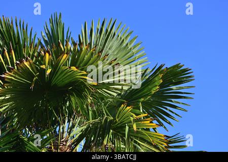 La palma parte contro un cielo azzurro a Paignton, nel sud del Devon. Foto Stock