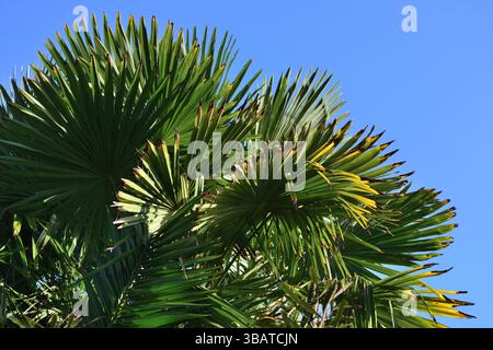 La palma parte contro un cielo azzurro a Paignton, nel sud del Devon. Foto Stock