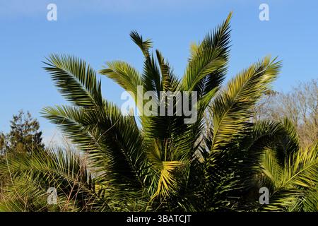 La palma parte contro un cielo azzurro a Paignton, nel sud del Devon. Foto Stock
