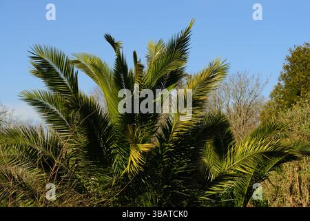 La palma parte contro un cielo azzurro a Paignton, nel sud del Devon. Foto Stock