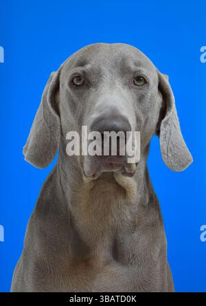 Ritratto del cane Weimaraner Foto Stock