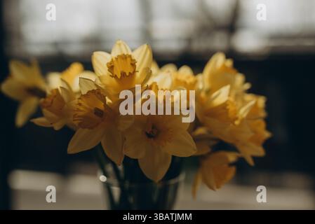Un fresco bouquet di narcisi gialli vibranti disposti in uno stile semplice ed elegante. Questi classici fiori primaverili simboleggiano il rinnovamento e i nuovi inizi Foto Stock