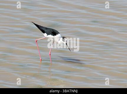 Pala alata nera, Stelzenläufer, Échasse blanche, Himantopus himantopus, gólyatöcs, Nagyszéksós-Tó, contea di Csongrád-Csanád, Ungheria, Europa Foto Stock