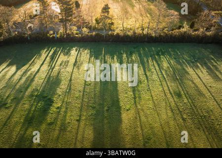 Le ombre dell'ora d'oro si estendono su un campo, gettate da alti alberi alla luce del mattino presto: La tranquilla Irlanda rurale. Foto Stock