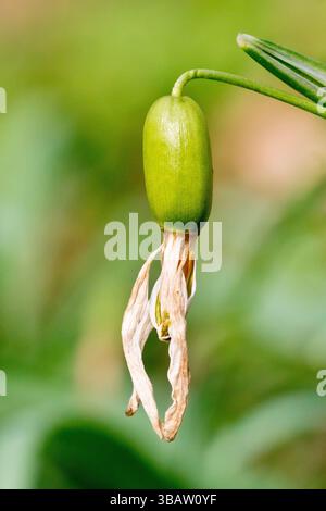 Snowdrop o Snowdrops (galanthus nivalis), primo piano di un singolo fiore morto isolato, i suoi petali si appassirono ed essiccarono. Foto Stock