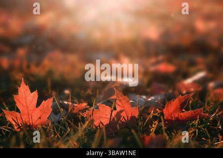 Sfondo naturale autunnale con foglie d'acero rosso, luce del sole e spazio di copia, messa a fuoco selettiva Foto Stock