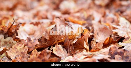 Foglie di quercia autunnale marrone con messa a fuoco selettiva e banner Web sfocato Foto Stock