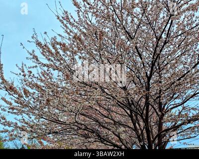 Vista ravvicinata dei rami in fiore dei ciliegi in piena fioritura contro un morbido cielo blu primaverile, che mostra densi ammassi di fiori rosa-bianchi. Foto Stock