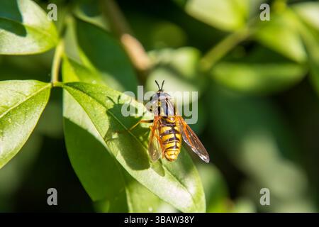 Wespenschwebfliege rekelt sich in der Sonne auf Liguster Foto Stock