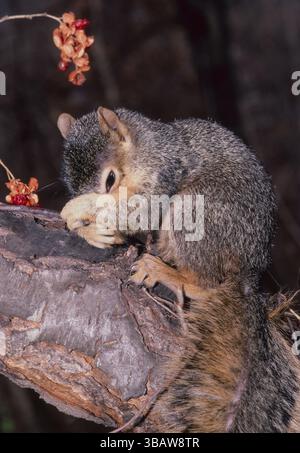 Scoiattolo della volpe orientale che si lava il viso, le braccia che coprono il viso, Missouri, Stati Uniti Foto Stock