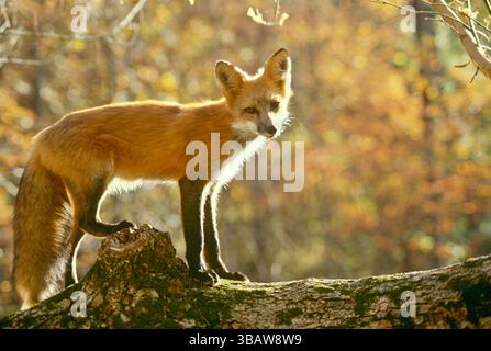 Una giovane volpe rossa, Vulpes fulva, in piedi su un tronco in una foresta autunnale, vista laterale che guarda alla telecamera, Missouri, Stati Uniti Foto Stock