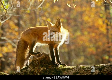 Allerta Red Fox, Vulpes fulva, in piedi su tronchi nella foresta autunnale, si rivolge con interesse al nuovo sound, Missouri, Stati Uniti Foto Stock