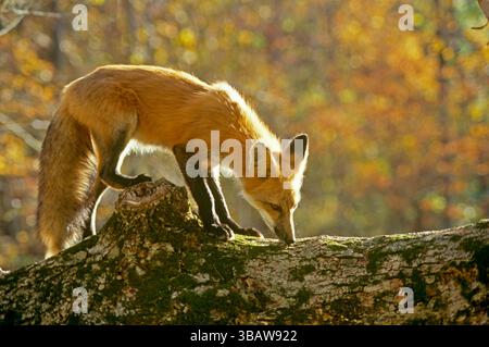 Una giovane volpe rossa, Vulpes fulva, in piedi su tronchi nella foresta autunnale puzzolente e inseguibile, Missouri, Stati Uniti Foto Stock