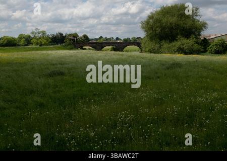 Five Arch Bridge, Creech St Michael, Somerset, Inghilterra Foto Stock