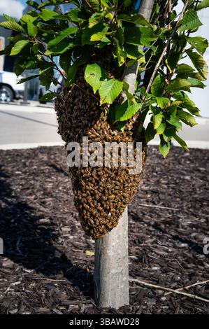 Uno sciame di api mellifere raccolto su un piccolo tronco di albero Foto Stock