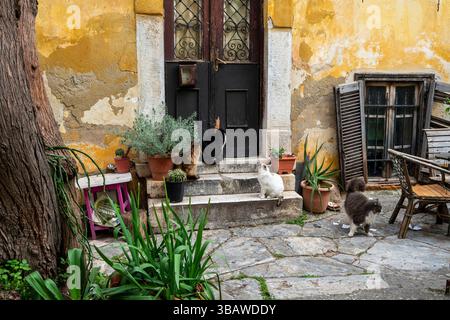 Atene, Grecia - 2 marzo 2025: Quattro gatti lounge in un accogliente cortile in pietra del quartiere Plaka ad Atene, circondato da mura intemprate e vasi Foto Stock
