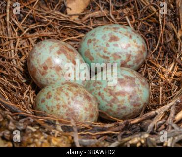 Nido comune di uccelli neri ben intrecciato in North Carolina in primavera che protegge quattro uova. Foto Stock