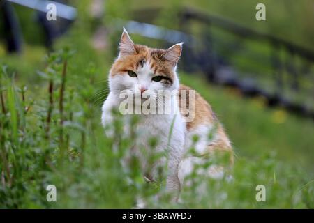 Gatto bianco rosso con macchie sedute in un'erba Foto Stock