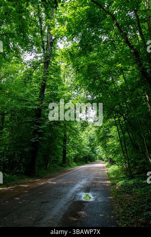 Vista di un sentiero forestale nel Bois de Vincennes. Il Bois de Vincennes è un parco pubblico boscoso situato nel XII arrondissement di Parigi, in Francia Foto Stock