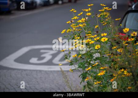 07.08.2024, Germania, Berlino, Berlino - impianto vicino alla strada in zone di 30 metri. 0CE240807D002CAROEX.JPG [RILASCIO MODELLO: NO, RILASCIO PROPRIETÀ: NO ( Foto Stock