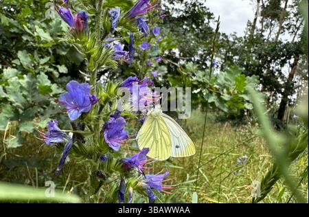 22.06.2024, Germania, Brandeburgo, Altbarnim - Germania - farfalla di limone che succhia da una fioritura viola. 00S240622D685CAROEX.JPG [VERSIONE MODELLO: NON APP Foto Stock