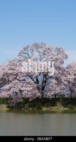 Takaoka's Blossom Magic: Splendidi fiori di ciliegio rosa in piena fioritura Foto Stock