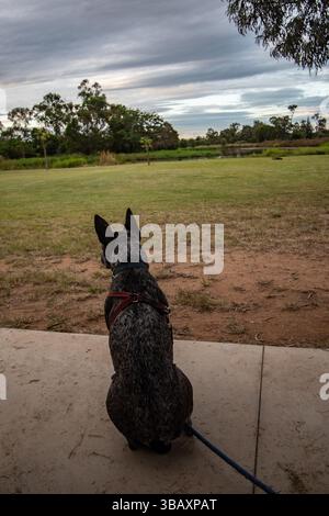 ritratto di un cane heeler blu Foto Stock