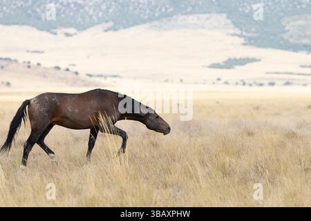 Il comportamento del selvaggio Stallion serpente a Onaqui HMA, Utah. Situato a ovest di Salt Lake City. Foto Stock
