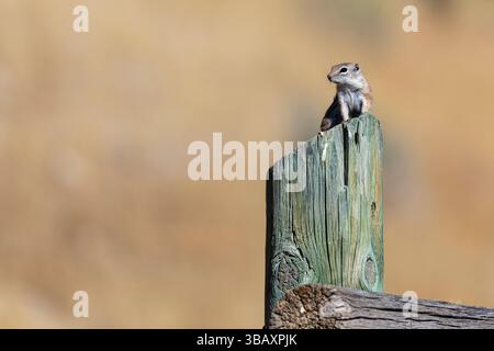 Chipmunk su Fence Post Foto Stock