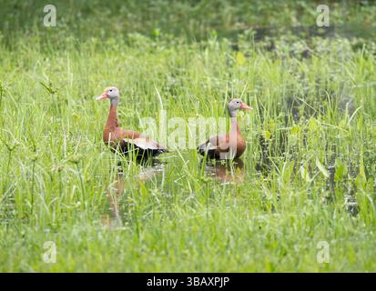 Coppia di anatre fischianti con panciute nere in piedi in acque poco profonde di una palude con abbondanza di erba verde e vegetazione. Fotografato con un piano poco profondo Foto Stock