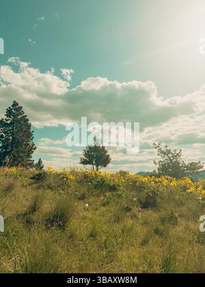 Collina ricoperta di fiori selvatici gialli con alberi in cima e un cielo azzurro luminoso e soleggiato con nuvole sparse Foto Stock