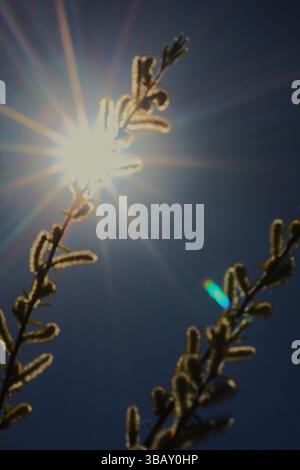 Raggi luminosi che emettono raggi attraverso gemme di salice piangenti in primavera Foto Stock