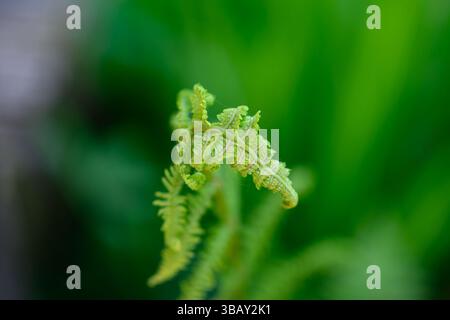 Primo piano di una giovane foglia di felce di Bracken (fronde) Foto Stock