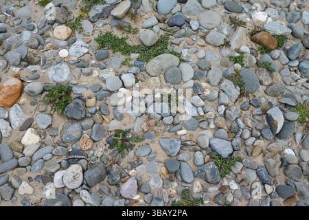 Pietre e piante che crescono su una spiaggia di ciottoli da vicino per texture, motivi e sfondi Foto Stock