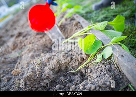 Innaffiare le piantine di cavolo preparate per la piantagione in giardino. Il processo di piantagione di piante in giardino. Foto Stock