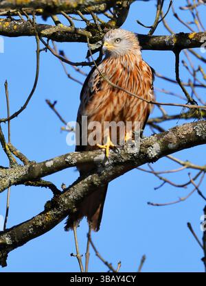 Un aquilone rosso (Milvus milvus) al sole su una filiale nel Cotswold Hills Gloucestershire Regno Unito Foto Stock