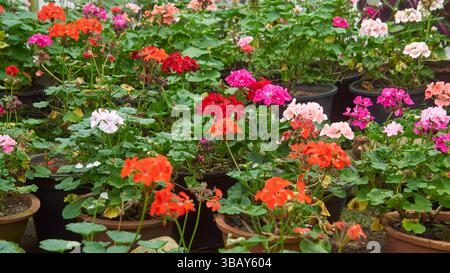 fiori di geranio colorati in vasi da giardino, fiori vivaci e decorativi facili da coltivare, messa a fuoco morbida con sfondo sfocato, utile come giardino di casa Foto Stock