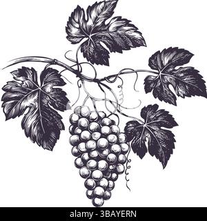 vite, uva, illustrazione vettoriale disegnata a mano schizzo realistico. Illustrazione Vettoriale
