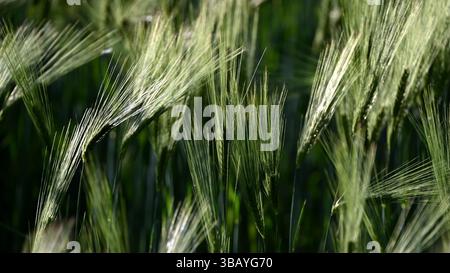 Primo piano di un lussureggiante campo di orzo verde che ondeggia delicatamente sotto la leggera brezza solare in primavera, in formato widescreen Foto Stock