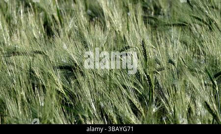 Primo piano di un lussureggiante campo di orzo verde che ondeggia delicatamente sotto la leggera brezza solare in primavera, in formato widescreen Foto Stock