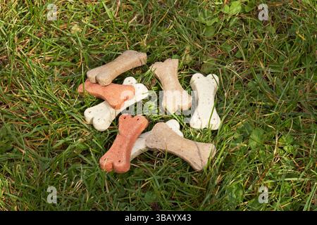 Prelibatezze per cani sdraiati sull'erba. Foto Stock
